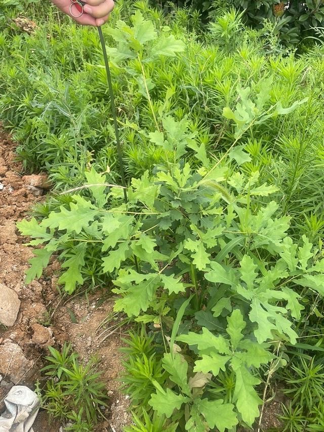 刚栽植时绿油油的麻栎